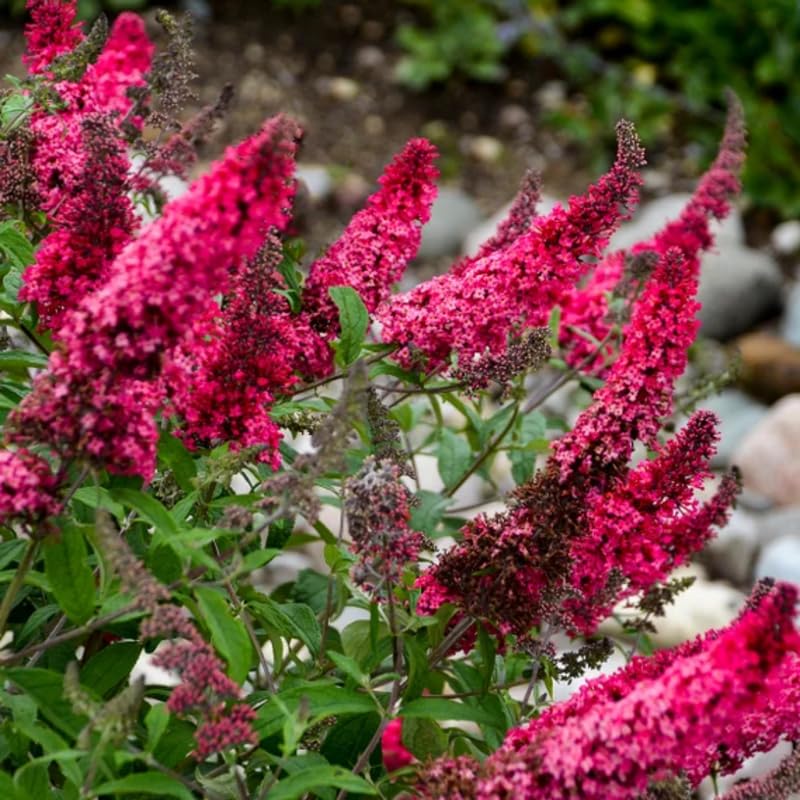 Raspberry Butterfly Bush Buddleia Butterfly Plant Live, 4-9" Tall Well-Rooted for Outdoor Gardens, Perennial Shrub, No Pot