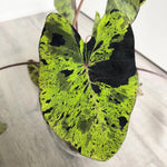 Combo 2 Black Green Colocasia Live Plants, 5 to 8" in Tall, Elephant Ear Esculenta Taro Alocasia Live Plant for Planting, Live House Plant Colocasia