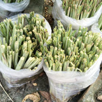 5 Lemongrass Plants for Outside, Lemon Grass Plants for Planting, Indoor Outdoor Herb Rooted Lemongrass Stalks