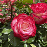 Rose Plant Live, Hybrid Tea Rose Bush Live Plant, 5-9 Inch Tall, Fragrant Flowers Shrub Ready to Plant Outdoor, No Pot, Well-Rooted (Cherry Rose)
