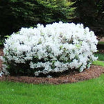 White Dwarf Azalea Rhododendron Plants Live Tree, 1 Gallon Pot Azalea Bush Shrub Vibrant Bloom, 1 Year Old Well Rooted, Cold Hardy
