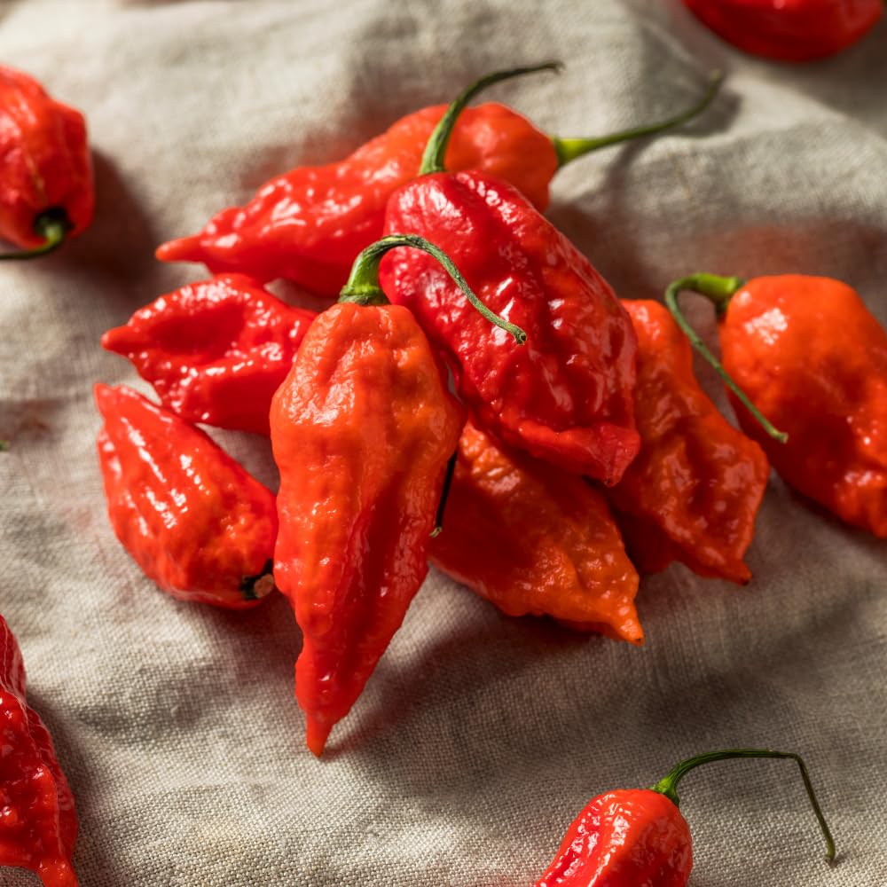 Hot Pepper Plant, Pepper Plant Live for Planting, 4 Inc Pot, 4-6 Inc Pot, Chili Pepper Plant, High Yield Pepper Seedling for Home and Garden Growing, 2 Plants in Pot