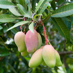 Iwin Dwarf Mango Tree Live Plant Seedling, 10 to 14 Inc Tall in Pot, Large Sweet Mango Tree Seedling for Planting