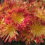 Pack 3 Red Yellow Chrysanthemum Plants, Mums Plants Live, 3 to 6 Inch Tall Garden Mum Live Plant, Vibrant Fall Blooms, Hardy Chrysanthemum Flowers, No Pot