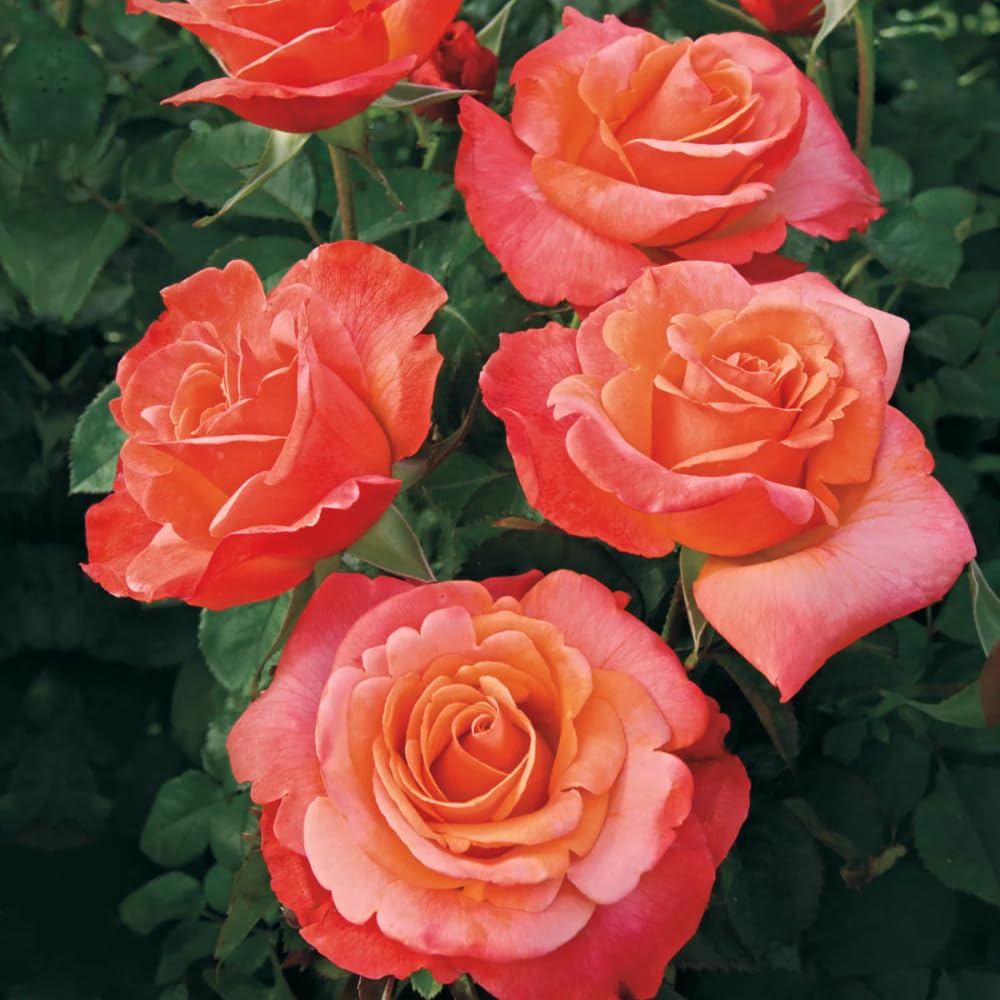 Rose Plant Live, Hybrid Tea Rose Bush Live Plant, 5-9 Inch Tall, Fragrant Flowers Shrub Ready to Plant Outdoor, No Pot, Well-Rooted (Color Rose)