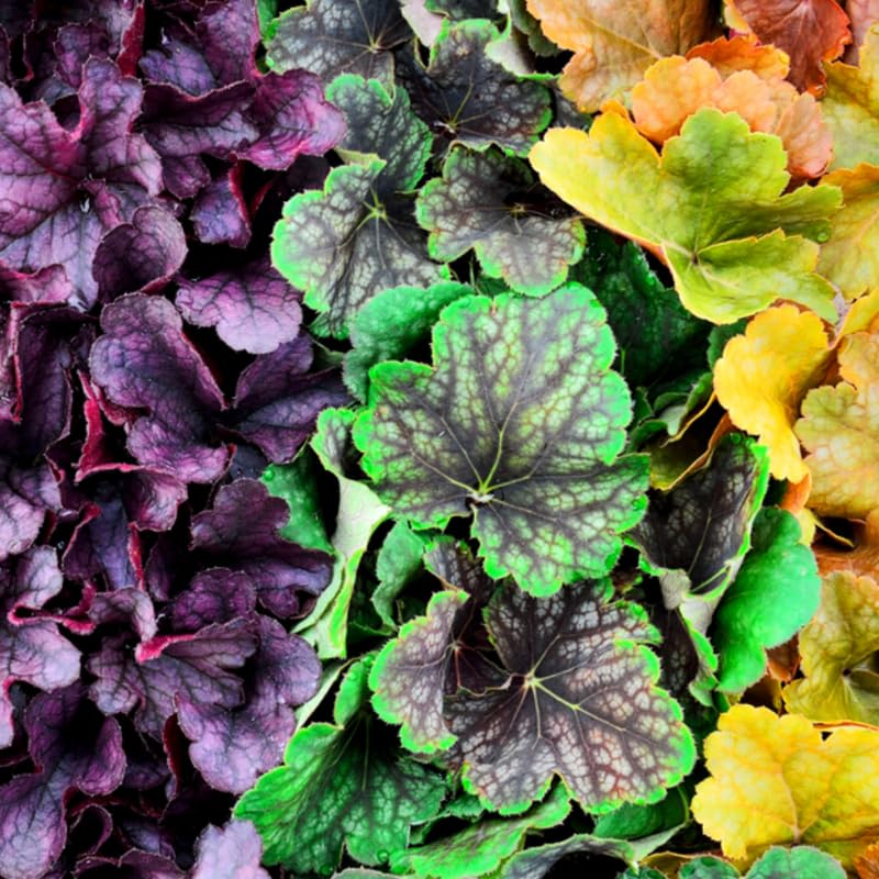 Pack 3 Heuchera Plants Live, Coral Bells Plants 4-7” Tall for Shade Gardens, Borders, Pots, Heuchera Perennials Seedlings (Mix Heuchera)