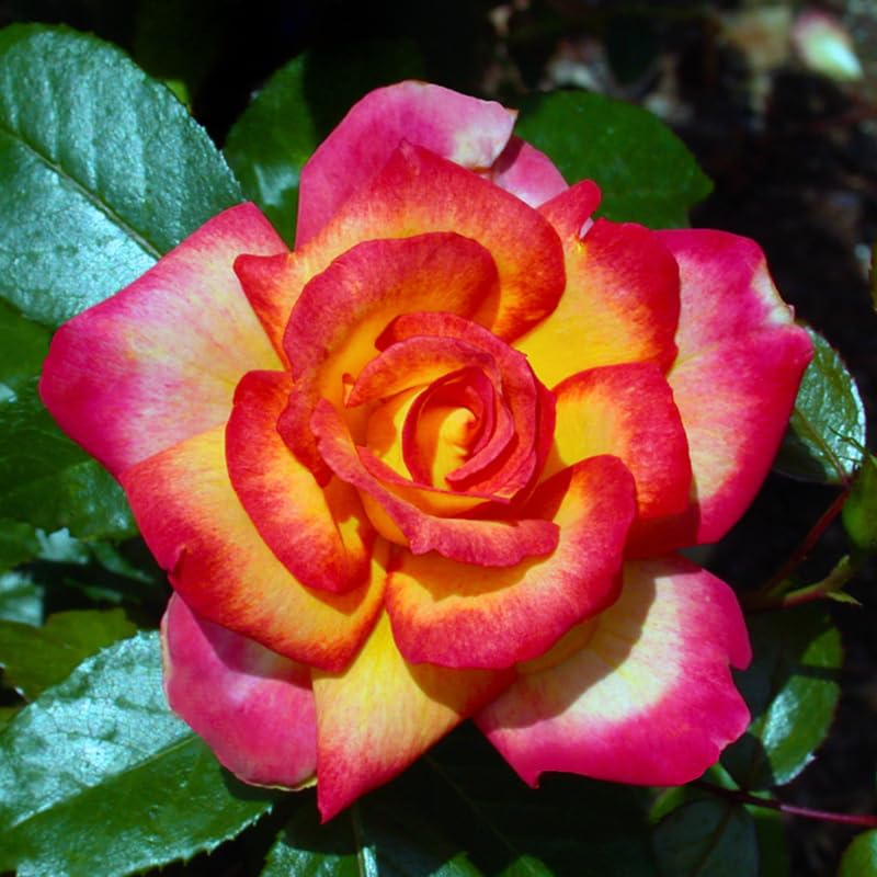 Rose Bush Live Plant, Hybrid Tea Rose Plant Live, 5-9 Inch Tall, Fragrant Flowers Tree, Well-Rooted 1 Year Old, No Pot (Rare Orange Rose)