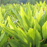 Curcuma Turmeric Ginger Plant Live for Planting 4 to 8 Inch Tall, Ornamental Ginger Flowers to Grow