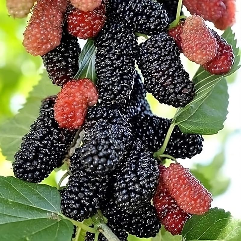 Set 2 Mulberry Trees Plants 5 to 8 Inch Height, Sweet Mulberry Plants Live for Planting, Mulberries Fruit to Grow Outdoor, No Pot (Dwarf Everbearing Mulberry)