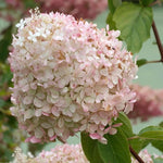 Bicolor Hydrangea Live Plant in 2.5'' Pot, Hydrangea Bush Shrub Vibrant Blooms, Outdoor Garden, Ready to Grow