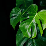 Green Monstera Plant Live, Monstera Live Plant, Houseplants, 5 to 7 Inc Tall for Gardening