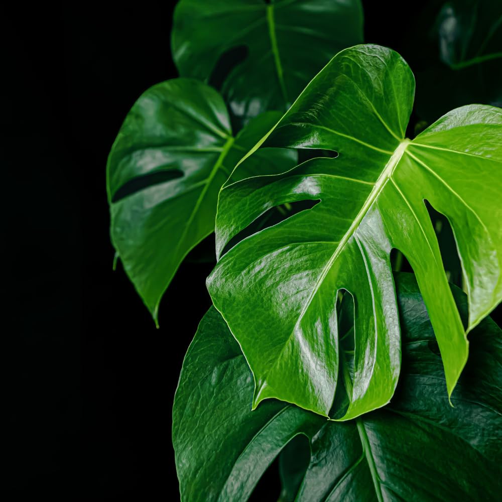Green Monstera Plant Live, Monstera Live Plant, Houseplants, 5 to 7 Inc Tall for Gardening