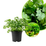 2 Cilantro Herb Plants Live in 4'' Pot, Ready to Grow Herb Starter 3-6 Inches, Fragrant Herbs for Indoor Outdoor Gardens
