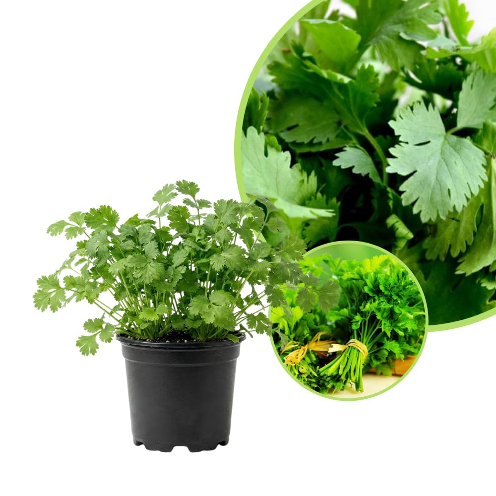2 Cilantro Herb Plants Live in 4'' Pot, Ready to Grow Herb Starter 3-6 Inches, Fragrant Herbs for Indoor Outdoor Gardens