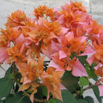 Sets 3 Climbing Bougainvillea Plants Live for Full Sun Trellis Tree, Shrub or Vine Bougainvillea Vibrant Bloom, Very Hardy, 5-9" Tall, Bright Yellow Orange