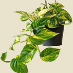 Live Pothos Plant, Pothos Live Plant from 5 to 7 Inc Tall, Houseplant Plant Gardening, 4 Inc Pot (Golden)