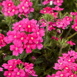 Verbena Live Plants 4 to 8 Inches Tall, Verbena Live Plant, Perennial Flower Trailing Plants for Planting, Well-Rooted Plant (Pink)