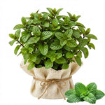 2 Spearmint Plants Live Clumps Potted, Size 5-9" in Tall, Fresh Mints Herb for Indoor Outdoor Growing, Culinary Gardening, Cold Hardy and Fast-Growing