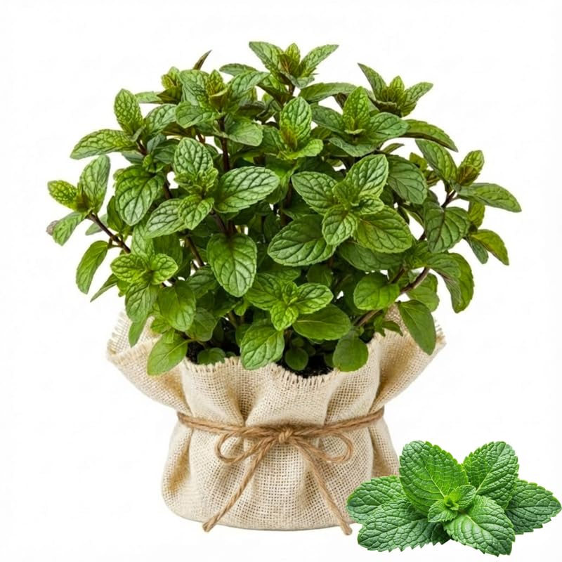 2 Spearmint Plants Live Clumps Potted, Size 5-9" in Tall, Fresh Mints Herb for Indoor Outdoor Growing, Culinary Gardening, Cold Hardy and Fast-Growing