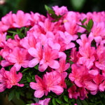 Pink Dwarf Azalea Rhododendron Plants Live Tree, 1 Gallon Pot Azalea Bush Shrub Vibrant Bloom, 1 Year Old Well Rooted, Cold Hardy