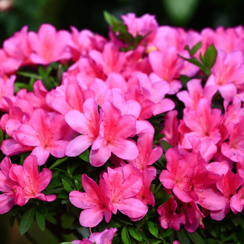 Pink Dwarf Azalea Rhododendron Plants Live Tree, 1 Gallon Pot Azalea Bush Shrub Vibrant Bloom, 1 Year Old Well Rooted, Cold Hardy