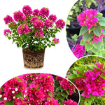 Set 2 Deep Pink Bougainvillea Live Plants 4-7 Inches Tall, Vibrant Bumgainvillea Flowering Vines for Garden, Patio Containers and Indoor Growing