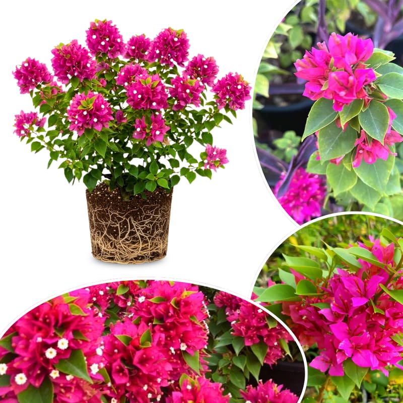 Set 2 Deep Pink Bougainvillea Live Plants 4-7 Inches Tall, Vibrant Bumgainvillea Flowering Vines for Garden, Patio Containers and Indoor Growing