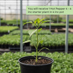 Pepper Plant Live, Hot Pepper Starter Plant, Edible Chili Pepper Seedling for Patio Containers and Backyard Gardens, 4 to 7 Inches Tall, 2 Plants in Pot