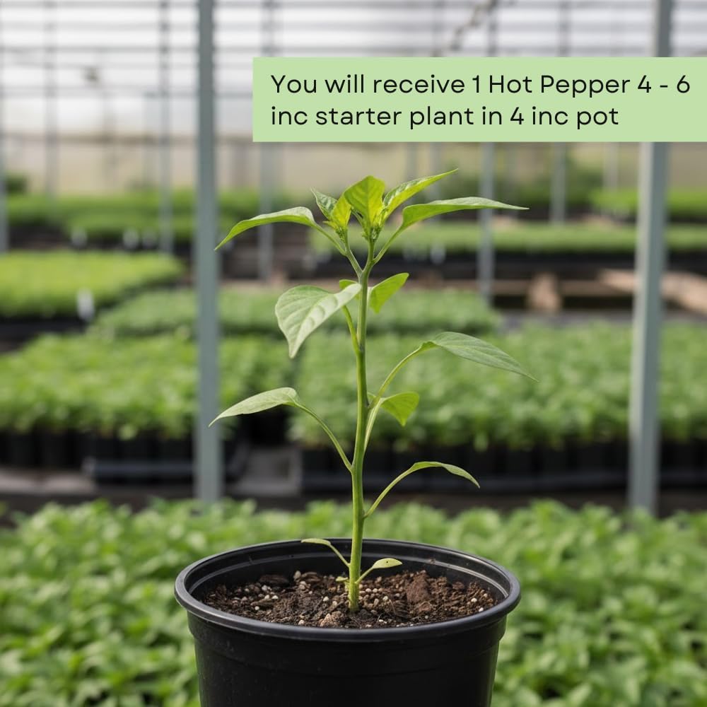 Pepper Plant Live, Hot Pepper Starter Plant, Edible Chili Pepper Seedling for Patio Containers and Backyard Gardens, 4 to 7 Inches Tall, 2 Plants in Pot