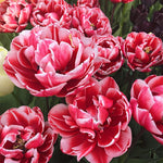 Tulip Bulbs for Planting, 20 Double Peony Tulip Bulbs Mixed Colors, Ready to Grow Perennial Tulips