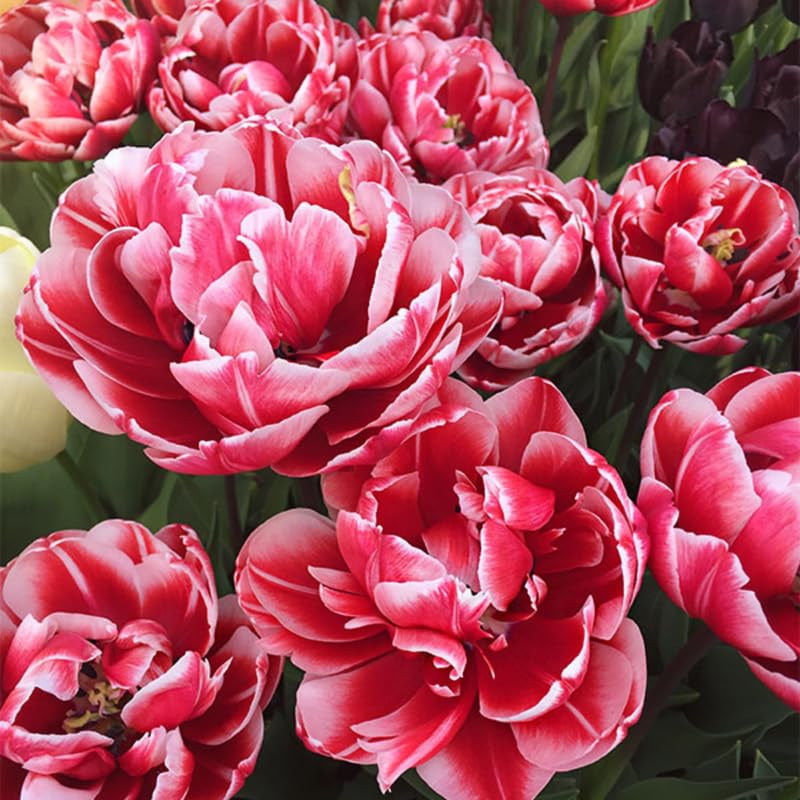Tulip Bulbs for Planting, 20 Double Peony Tulip Bulbs Mixed Colors, Ready to Grow Perennial Tulips
