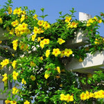 2 Yellow Mandevilla Plants Live, Trailing Mandevilla Vine for Outdoor Planting, 4-6 Inch Tall Live Flowering Vine for Trellis or Containers