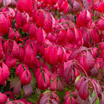 Burning Bush Shrub Live Plant 2.5 Inch Pot, Dwarf Red Burning Bushes Well Rooted, Landscaping and Borders Planting, Dormant in Winter