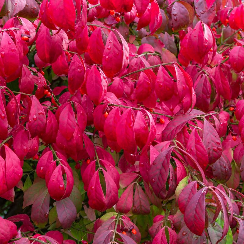 Burning Bush Shrub Live Plant 2.5 Inch Pot, Dwarf Red Burning Bushes Well Rooted, Landscaping and Borders Planting, Dormant in Winter