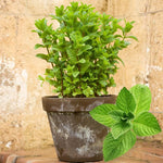 2 Peppermint Plants Live Clumps Potted, Size 5-9" in Tall, Fresh Mints Herb for Indoor Outdoor Growing, Culinary Gardening, Cold Hardy and Fast-Growing