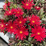 Ice Plant Live, Perennial Ice Plant Ground Cover for Planting 4 Inch Pot