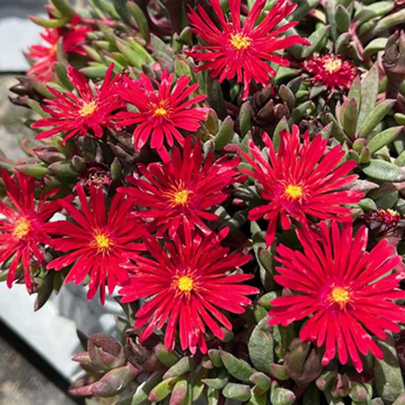 Ice Plant Live, Perennial Ice Plant Ground Cover for Planting 4 Inch Pot