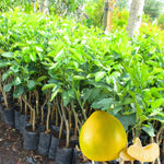 White Pomelo Grapefruit Tree Live Plant, 3 Feet Tall in Pot, Pomelo Grapefruit Grafted Tree, Sweet Pomelo Tree for Planting, No CA, HI, PR, GU, AK