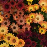 4 Osteospermum Plants, African Daisy Live Plants, 3-5 Inches, Perennial Mix Blooms, Spring to Summer Flowers (Mix)