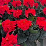 2 Poinsettia Plants Live, Rose Poinsettia Flowers Christmas Decorations, Holiday Houseplant, Poinsettias Trees Plants, No Pot, 5-9" Tall