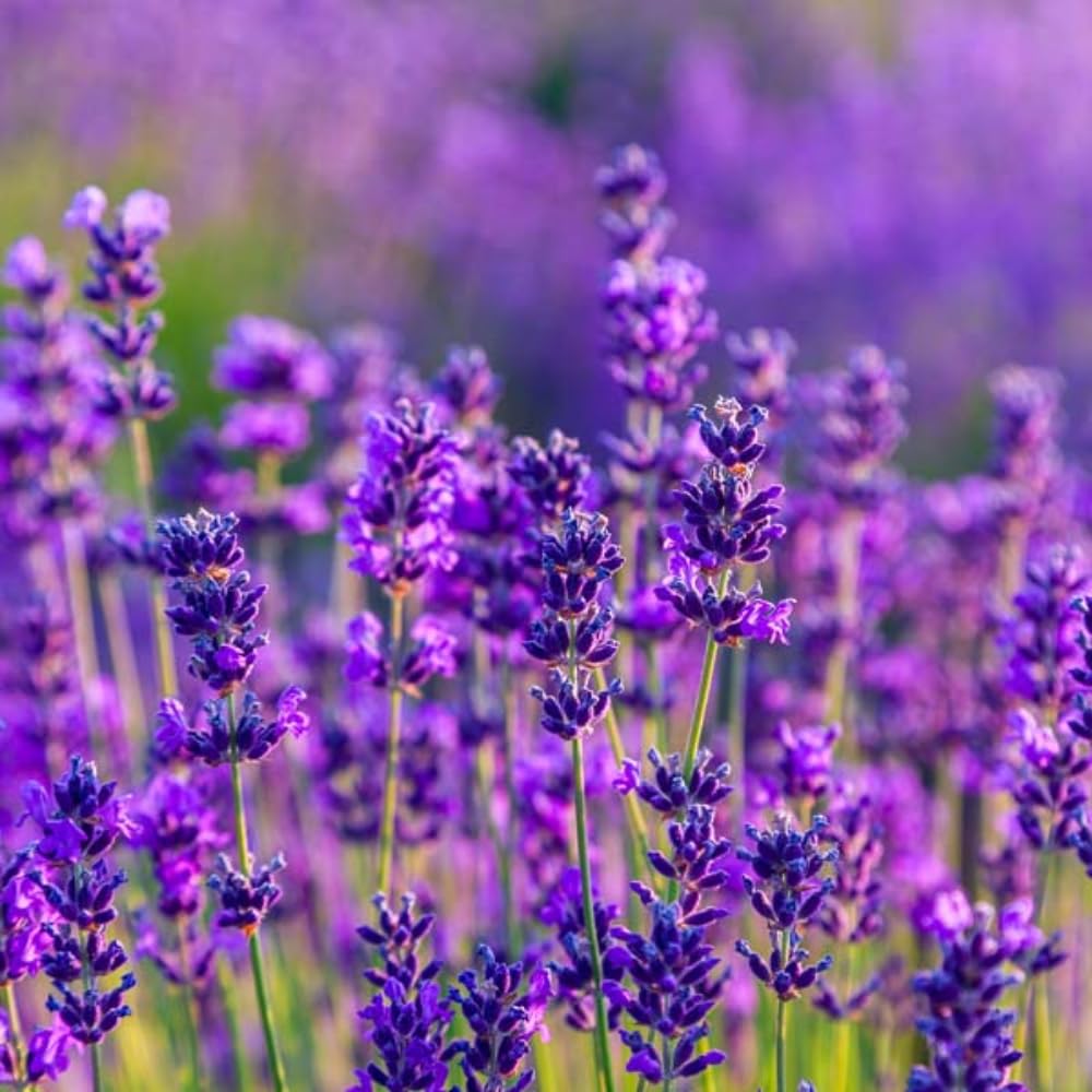 Set 3 Lavender Plants Live, Lavandula Perennial Starter Plants, Fragrant Flower Perennial Plugs 3-5" Tall (Phenomenal Lavender)