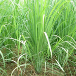2 Lemongrass Plants, Lemon Grass Live Plant, Live Lemon Grass, Lemon Grass Plants, Live Lemongrass Plants in 4 Inc Pot