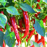 Red Pepper Plants Live for Planting, in 4" Pot, Hot Chili Pepper for Indoor and Outdoor Growing