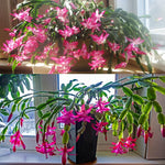 True Christmas Cactus Plant Live, Pink Blooms Indoor Houseplant, Clumps of 4-6" Well-Rooted Holiday Cactus, in 4" Pot