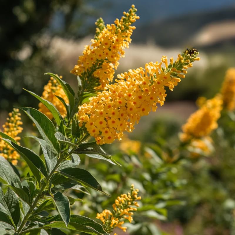 Pack 2 Butterfly Bush Live Plant, Fragrant Buddleia Shrub, 4-9 Inch Height, Vibrant Blooms for Landscaping (Yellow Butterfly)