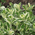 Big Clumps Pineapple Mint Plants Live in Pot, Well-Rooted Herb for Home Gardens, Heirloom Mint Indoor Outdoor, Fresh Mints
