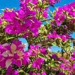 2 Raspberry Ice Bougainvillea Plants Live, Flowering Bougainvillea Vine for Outdoor Garden or Trellis, 5-9 Inch Tall, Very Hardy