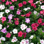 3 Vinca Flowers Plants Live, Minor Periwinkle Live Plants for Outdoor Planting, Assorted Bloom in 4 Inches Pot, Can Grow as Trailling Plant