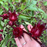 Red Roselle Hibiscus Live Plant 8-12 Inches Tall in Half Gallon Pot, Hardy Hibiscus Sabdariffa Plants, Tropical Flower Plant for Outdoor Garden
