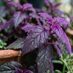Pack 2 Purple Passion Plants, Gynura Purple Passion Plant Live, 4-6 Inc Tall, Easy Care Houseplant for Home and Office Decoration